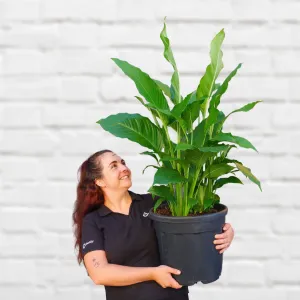 Peace Lily - Sebastian - Extra Large